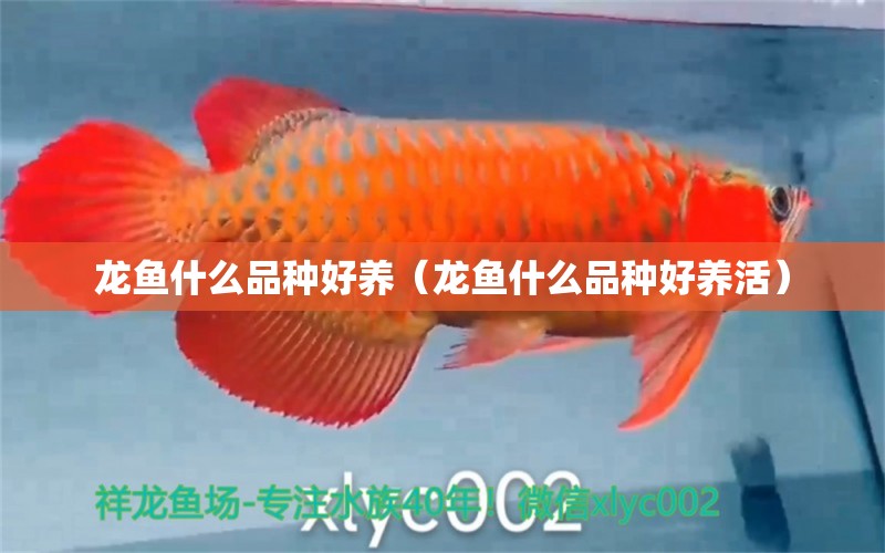 龍魚什么品種好養(yǎng)（龍魚什么品種好養(yǎng)活）