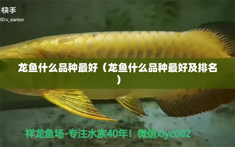 龍魚什么品種最好（龍魚什么品種最好及排名）