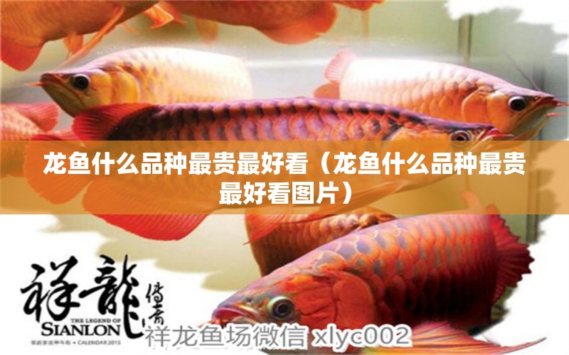 龍魚什么品種最貴最好看（龍魚什么品種最貴最好看圖片）