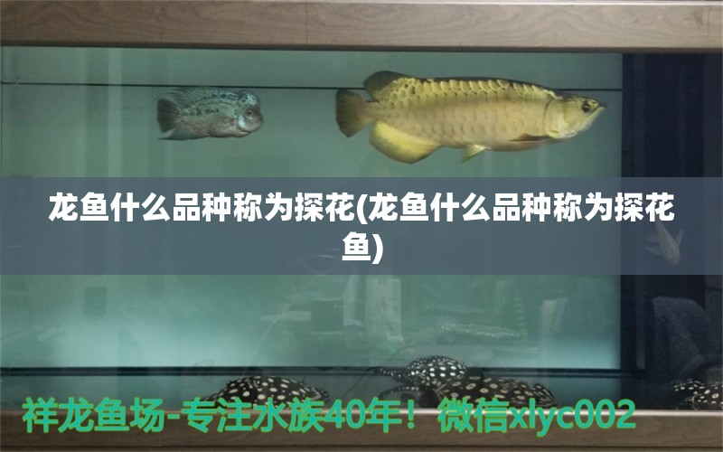 龍魚什么品種稱為探花(龍魚什么品種稱為探花魚) 溫控設(shè)備