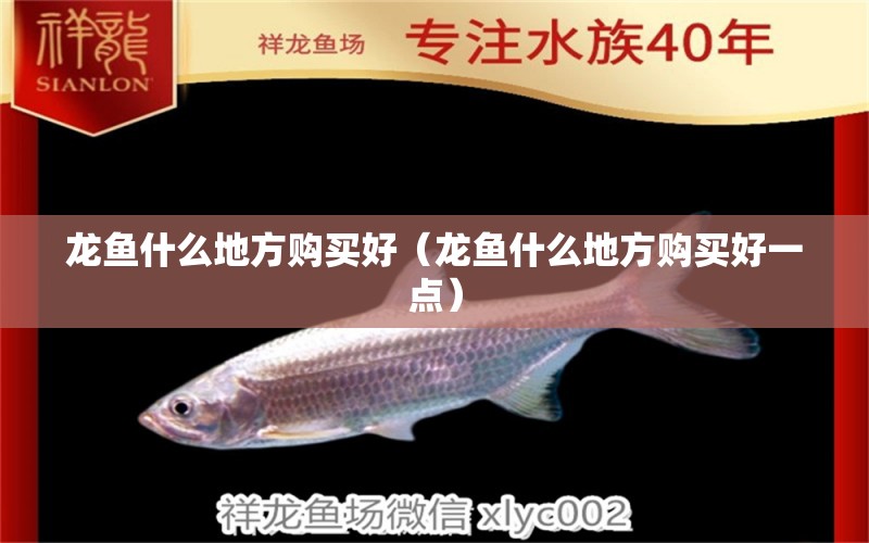 龍魚什么地方購買好（龍魚什么地方購買好一點(diǎn)） 廣州龍魚批發(fā)市場(chǎng)