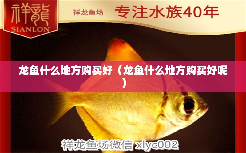 龍魚什么地方購買好（龍魚什么地方購買好呢）