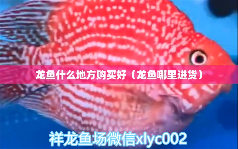 龍魚什么地方購買好（龍魚哪里進(jìn)貨）