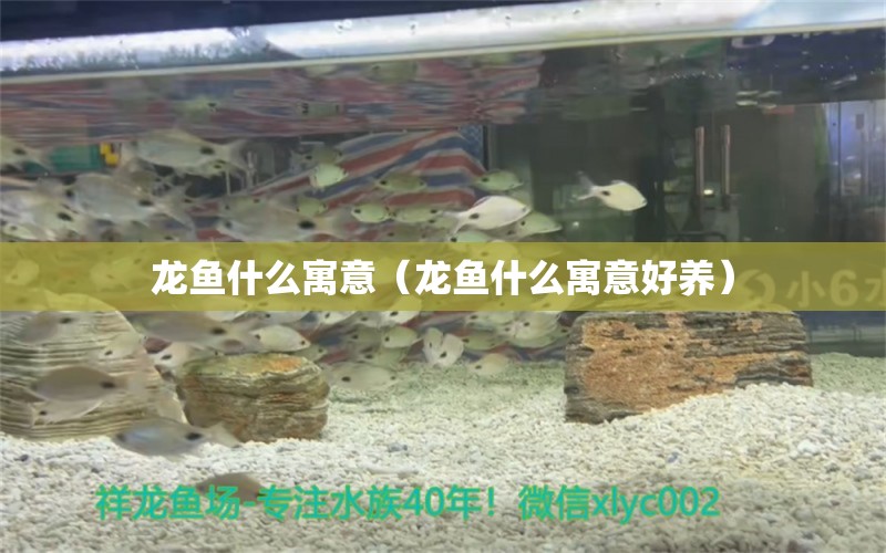 龍魚什么寓意（龍魚什么寓意好養(yǎng)）