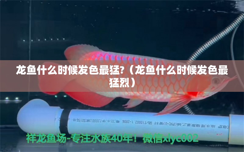 龍魚什么時候發(fā)色最猛?（龍魚什么時候發(fā)色最猛烈）