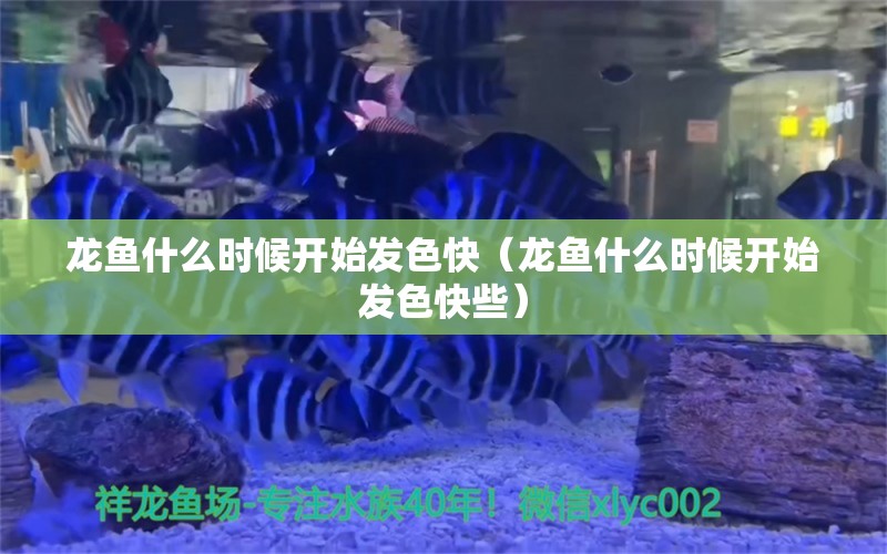 龍魚什么時(shí)候開始發(fā)色快（龍魚什么時(shí)候開始發(fā)色快些）