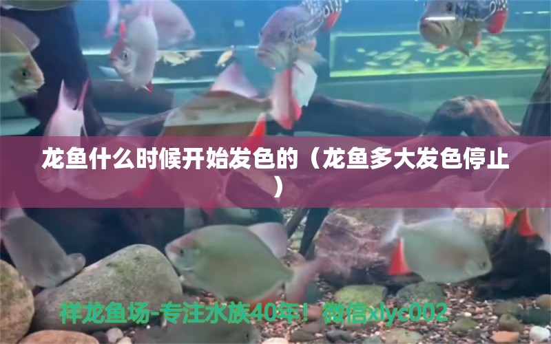 龍魚什么時候開始發(fā)色的（龍魚多大發(fā)色停止）