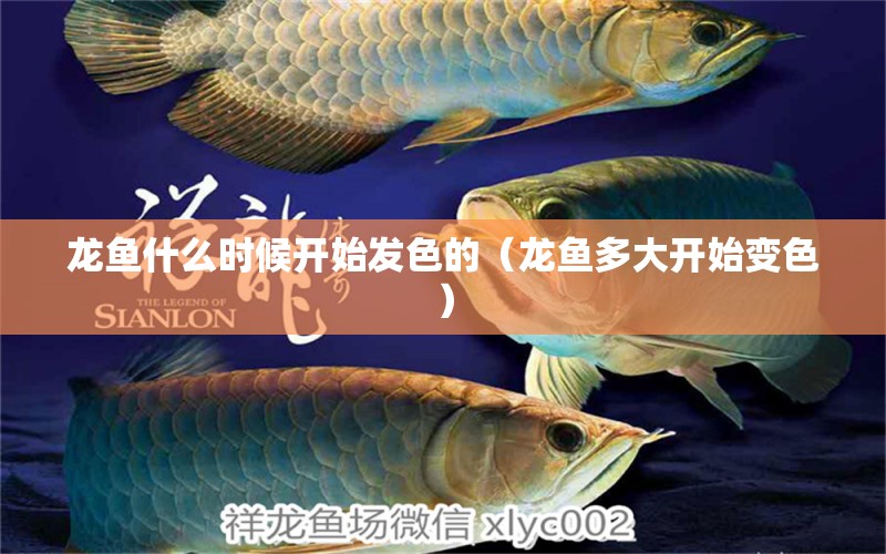 龍魚什么時候開始發(fā)色的（龍魚多大開始變色）