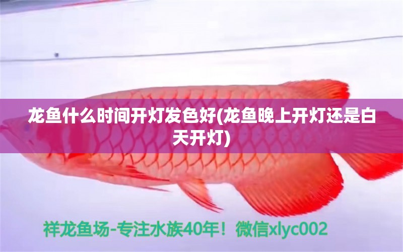 龍魚什么時間開燈發(fā)色好(龍魚晚上開燈還是白天開燈) 觀賞魚