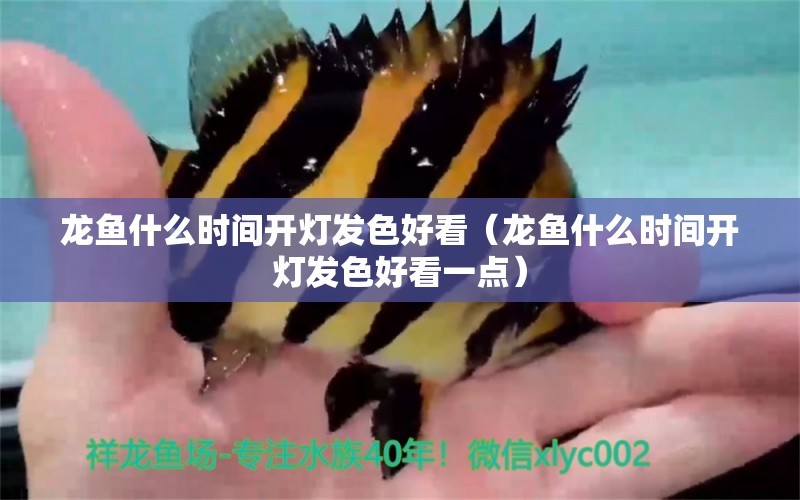 龍魚什么時間開燈發(fā)色好看（龍魚什么時間開燈發(fā)色好看一點） 廣州龍魚批發(fā)市場