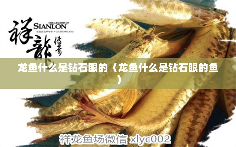 龍魚什么是鉆石眼的（龍魚什么是鉆石眼的魚） 廣州龍魚批發(fā)市場(chǎng)