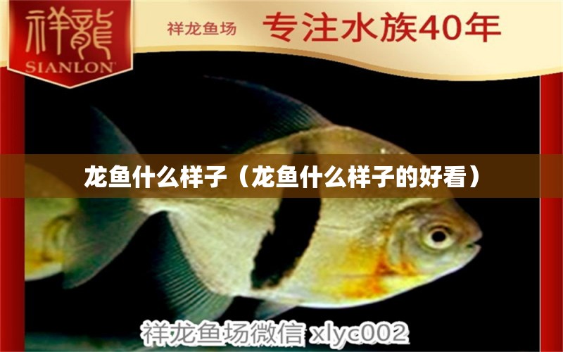 龍魚(yú)什么樣子（龍魚(yú)什么樣子的好看） 祥龍水族醫(yī)院