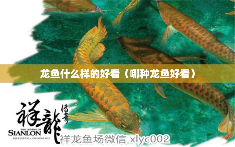 龍魚什么樣的好看（哪種龍魚好看）