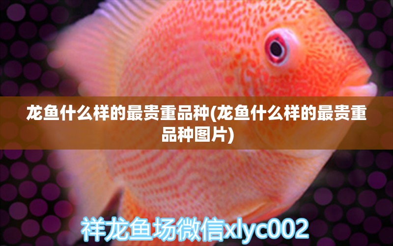 龍魚(yú)什么樣的最貴重品種(龍魚(yú)什么樣的最貴重品種圖片) 印尼虎苗 第1張