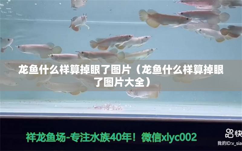 龍魚什么樣算掉眼了圖片（龍魚什么樣算掉眼了圖片大全） 廣州龍魚批發(fā)市場