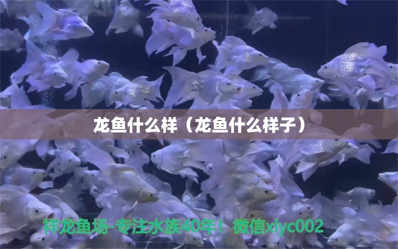 龍魚什么樣（龍魚什么樣子） 龍魚疾病與治療