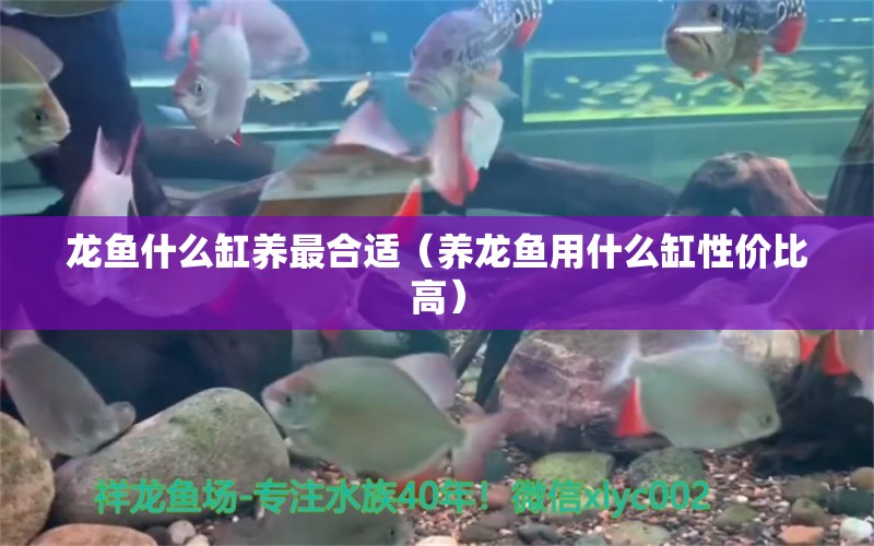 龍魚什么缸養(yǎng)最合適（養(yǎng)龍魚用什么缸性價比高）