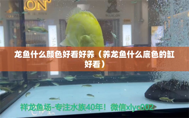 龍魚什么顏色好看好養(yǎng)（養(yǎng)龍魚什么底色的缸好看）