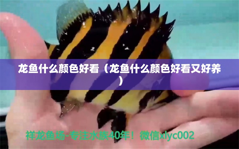 龍魚什么顏色好看（龍魚什么顏色好看又好養(yǎng)）