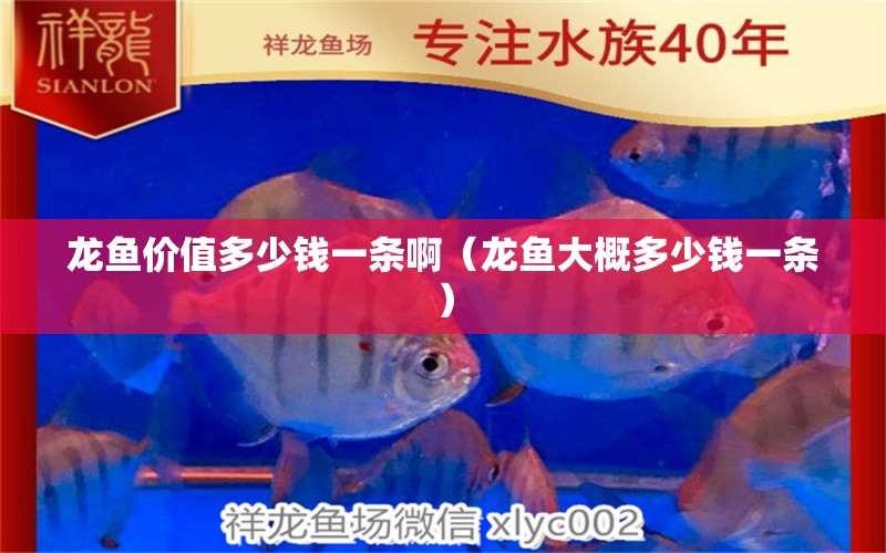 龍魚(yú)價(jià)值多少錢一條啊（龍魚(yú)大概多少錢一條）