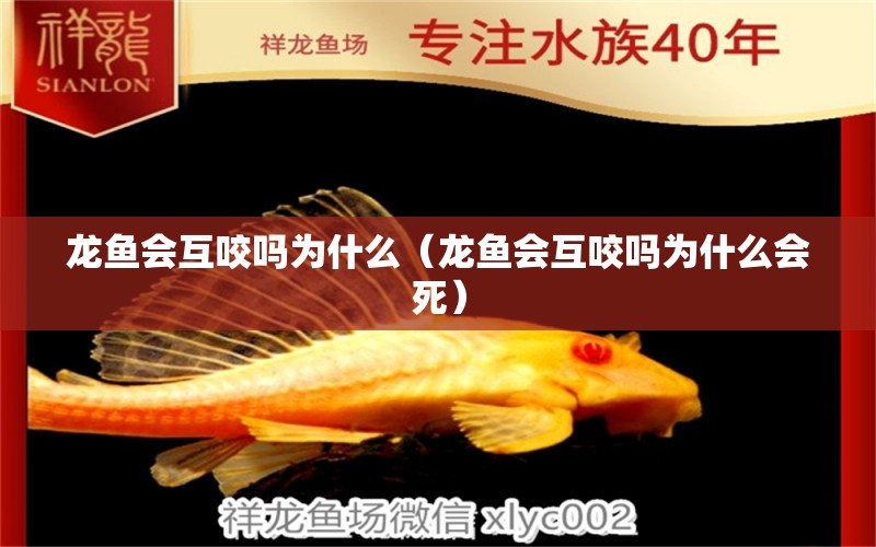 龍魚會互咬嗎為什么（龍魚會互咬嗎為什么會死） 廣州龍魚批發(fā)市場