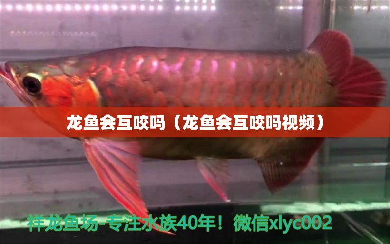 龍魚會互咬嗎（龍魚會互咬嗎視頻）