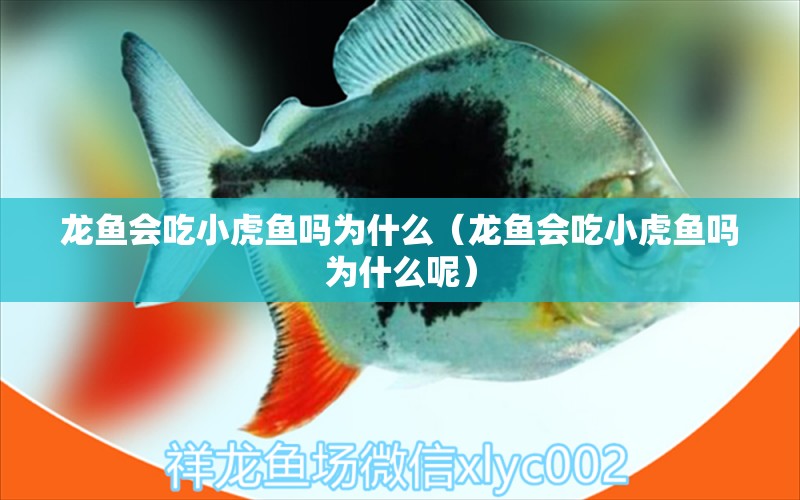 龍魚會吃小虎魚嗎為什么（龍魚會吃小虎魚嗎為什么呢）