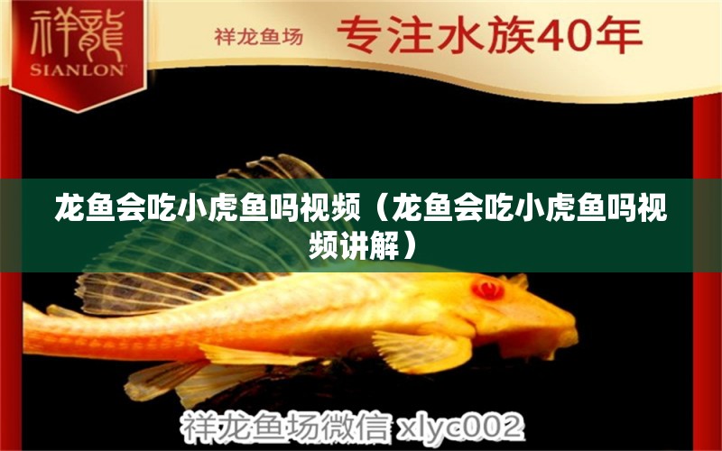 龍魚會吃小虎魚嗎視頻（龍魚會吃小虎魚嗎視頻講解）