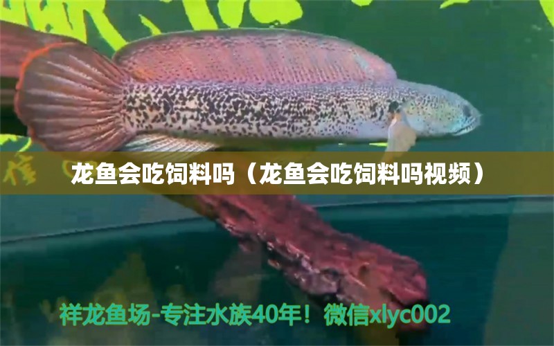 龍魚會吃飼料嗎（龍魚會吃飼料嗎視頻） 廣州龍魚批發(fā)市場