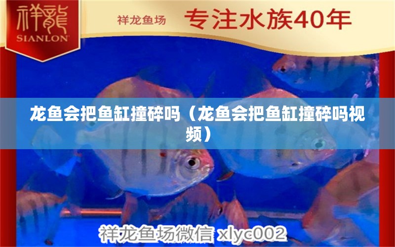 龍魚(yú)會(huì)把魚(yú)缸撞碎嗎（龍魚(yú)會(huì)把魚(yú)缸撞碎嗎視頻）