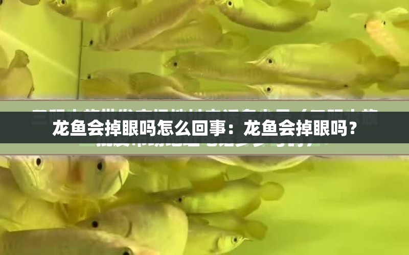 龍魚會掉眼嗎怎么回事：龍魚會掉眼嗎？ 水族問答