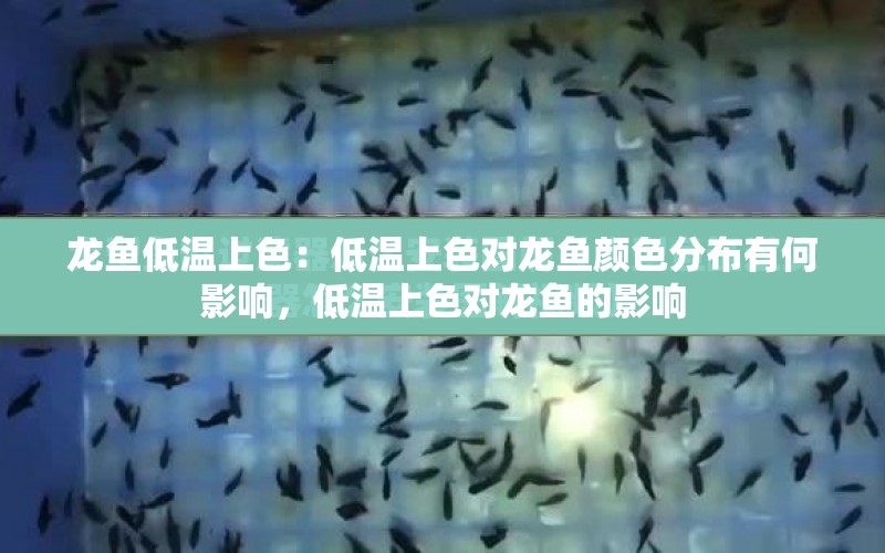 龍魚低溫上色：低溫上色對龍魚顏色分布有何影響，低溫上色對龍魚的影響