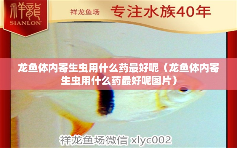 龍魚體內寄生蟲用什么藥最好呢（龍魚體內寄生蟲用什么藥最好呢圖片） 龍魚疾病與治療