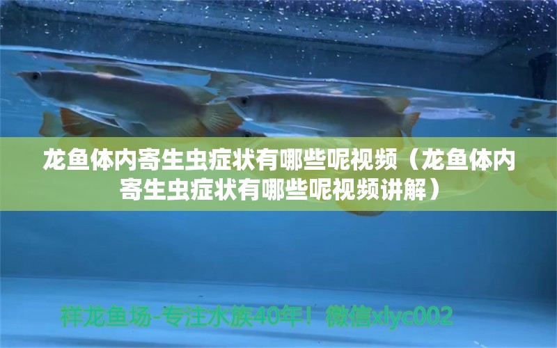 龍魚體內(nèi)寄生蟲癥狀有哪些呢視頻（龍魚體內(nèi)寄生蟲癥狀有哪些呢視頻講解） 龍魚疾病與治療