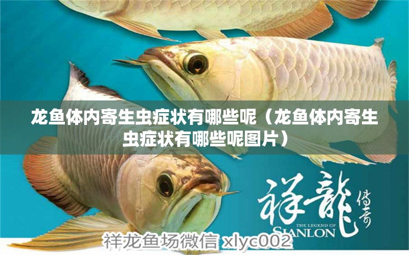 龍魚體內(nèi)寄生蟲癥狀有哪些呢（龍魚體內(nèi)寄生蟲癥狀有哪些呢圖片） 龍魚疾病與治療