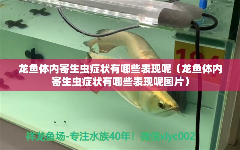 龍魚體內(nèi)寄生蟲癥狀有哪些表現(xiàn)呢（龍魚體內(nèi)寄生蟲癥狀有哪些表現(xiàn)呢圖片） 龍魚疾病與治療