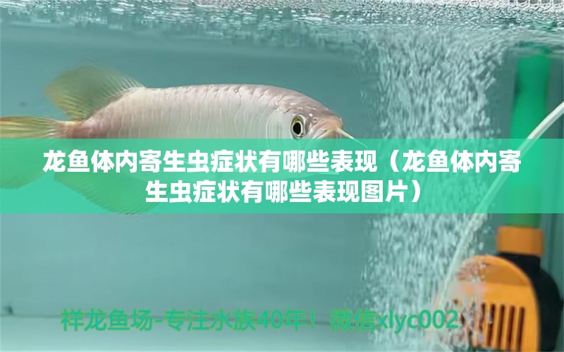 龍魚體內寄生蟲癥狀有哪些表現(xiàn)（龍魚體內寄生蟲癥狀有哪些表現(xiàn)圖片）