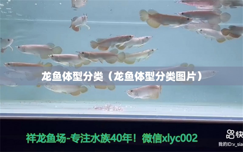 龍魚體型分類（龍魚體型分類圖片）