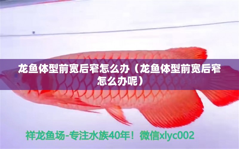 龍魚體型前寬后窄怎么辦（龍魚體型前寬后窄怎么辦呢） 廣州龍魚批發(fā)市場(chǎng) 第2張