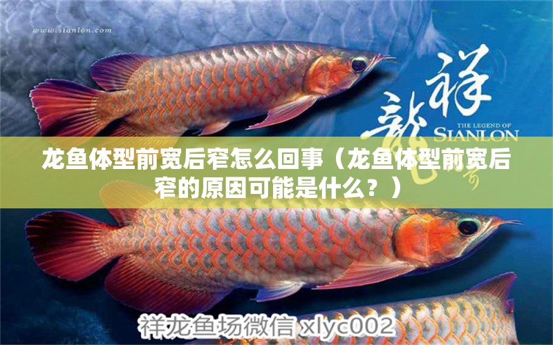 龍魚體型前寬后窄怎么回事（龍魚體型前寬后窄的原因可能是什么？） 水族問答 第1張