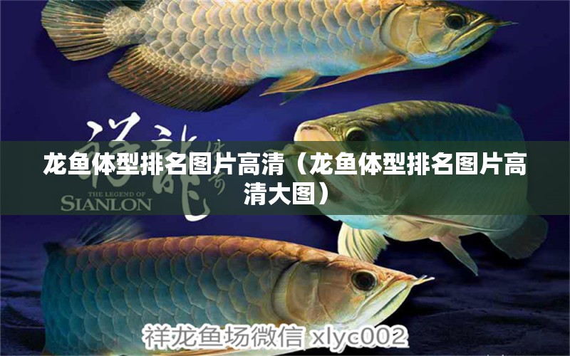 龍魚體型排名圖片高清（龍魚體型排名圖片高清大圖）