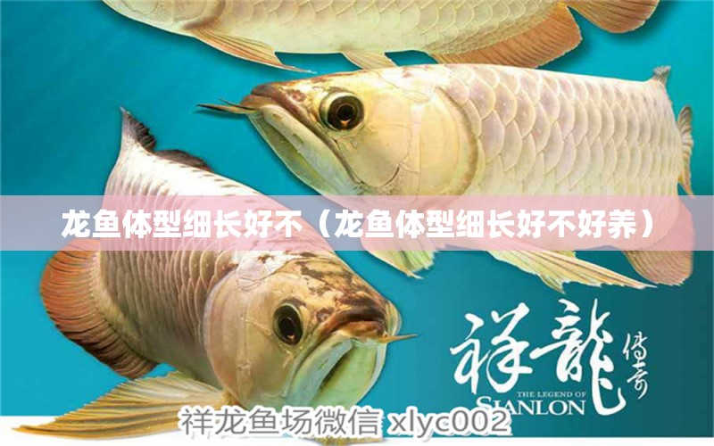 龍魚體型細長好不（龍魚體型細長好不好養(yǎng)） 廣州龍魚批發(fā)市場