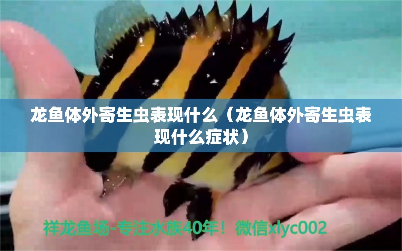 龍魚體外寄生蟲表現(xiàn)什么（龍魚體外寄生蟲表現(xiàn)什么癥狀） 龍魚疾病與治療