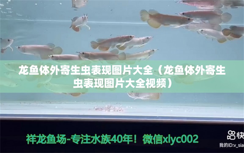 龍魚(yú)體外寄生蟲(chóng)表現(xiàn)圖片大全（龍魚(yú)體外寄生蟲(chóng)表現(xiàn)圖片大全視頻） 龍魚(yú)疾病與治療