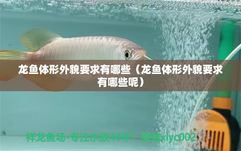 龍魚體形外貌要求有哪些（龍魚體形外貌要求有哪些呢） 廣州龍魚批發(fā)市場