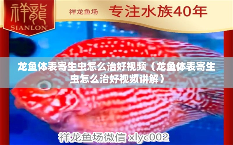 龍魚(yú)體表寄生蟲(chóng)怎么治好視頻（龍魚(yú)體表寄生蟲(chóng)怎么治好視頻講解）