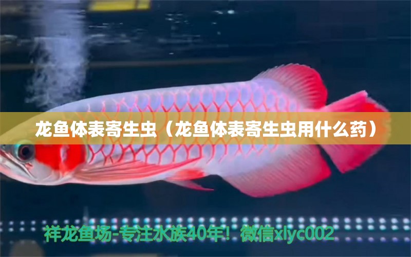 龍魚體表寄生蟲（龍魚體表寄生蟲用什么藥） 龍魚疾病與治療