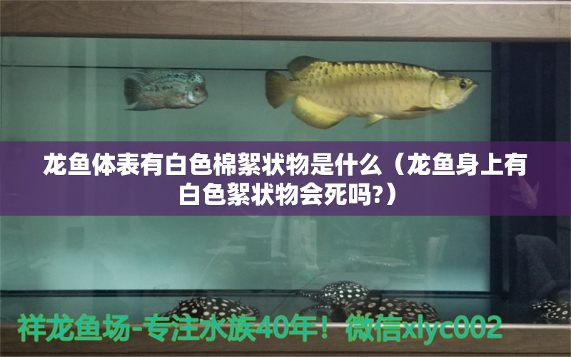 龍魚體表有白色棉絮狀物是什么（龍魚身上有白色絮狀物會(huì)死嗎?）