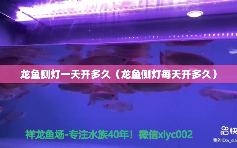 龍魚側(cè)燈一天開多久（龍魚側(cè)燈每天開多久）