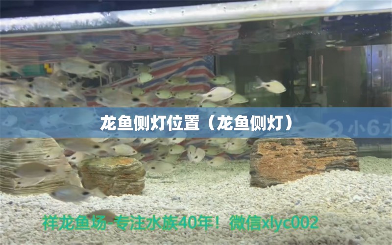 龍魚側(cè)燈位置（龍魚側(cè)燈） PH調(diào)節(jié)劑